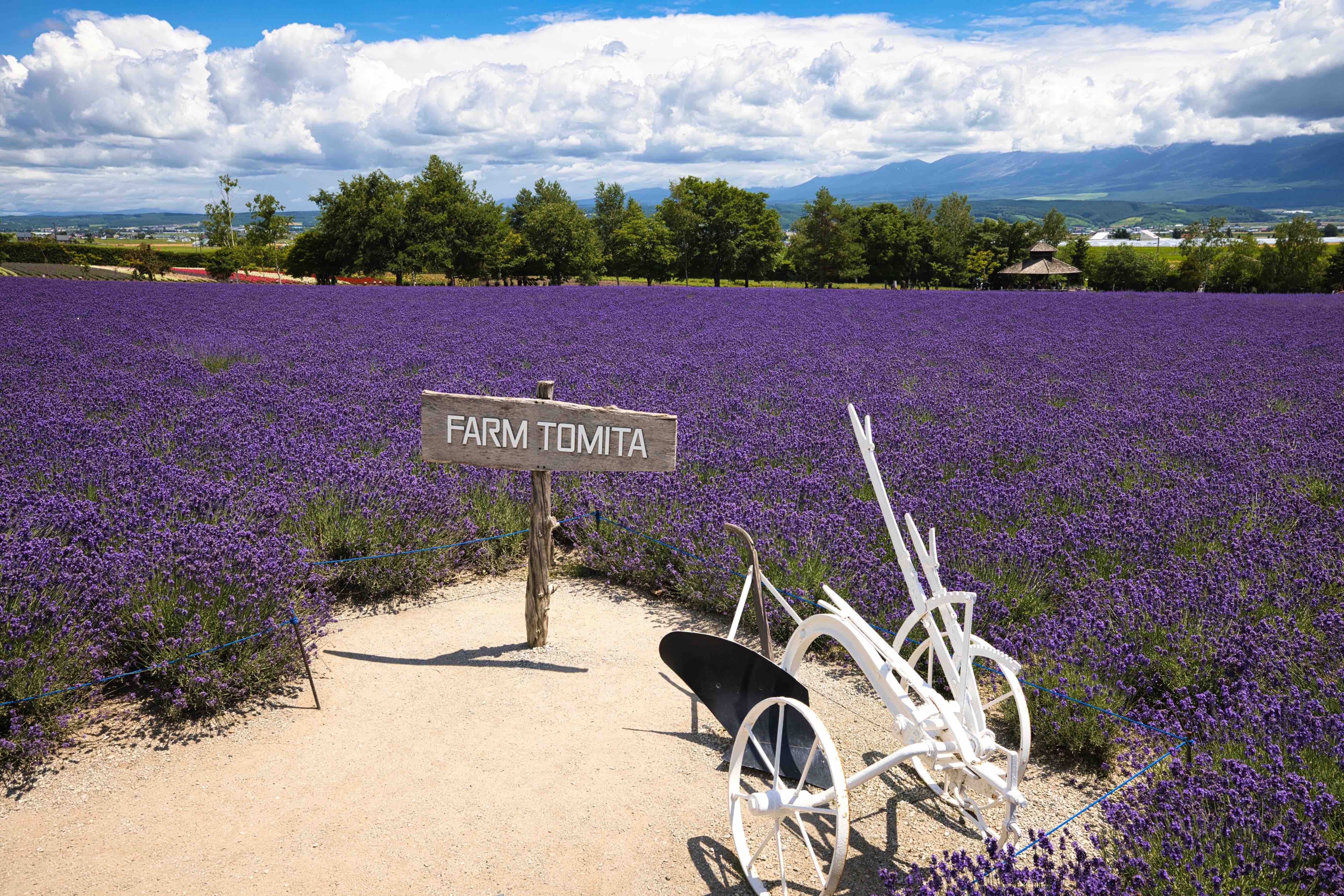 Route de campagne au Hokkaido en ete avec champs de lavande
